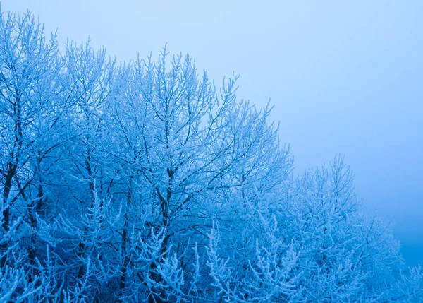 Frysta Träd Ett Kallt Och Dimmigt Vinterlandskap Högkvalitativt Foto — Stockfoto