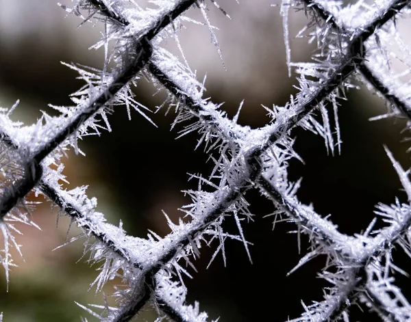 Primer Plano Grandes Cristales Hielo Una Cerca Alambre Malla Foto —  Fotos de Stock