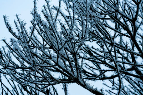 Frostkristaller Grenarna Ett Träd Mitt Vintern Högkvalitativt Foto — Stockfoto