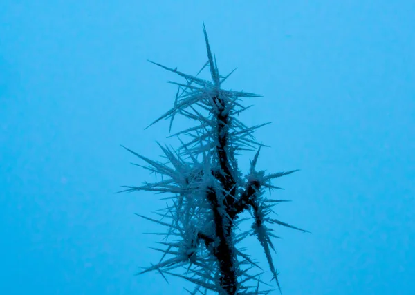 Image Rapprochée Cristaux Glace Dopés Sur Une Branche Profondeur Champ — Photo