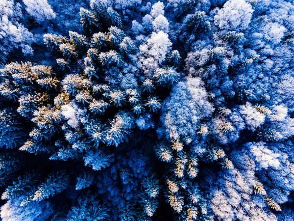 Tallbarrstoppar Täckta Vit Frost Kall Vinter Morgon Sett Ovanifrån Titta — Stockfoto