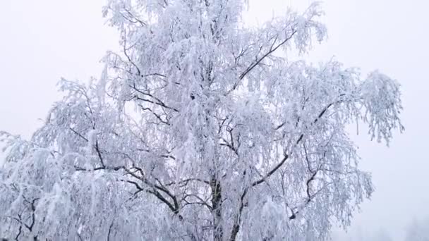 Vliegen Langs Een Bevroren Berkenboom Een Winterwonderland — Stockvideo