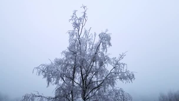 Vliegen Rond Een Bevroren Berkenboom Een Mistige Winter Wonderland — Stockvideo