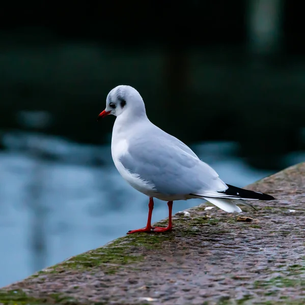 Die Junge Möwe Ruht Auf Einem Steg Rande Des Wassers — Stockfoto