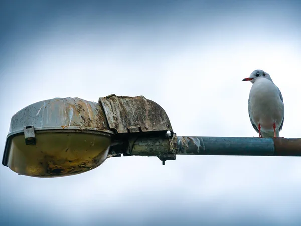 Mouette Reposant Sur Vieux Lampadaire Usé Photo Haute Qualité — Photo