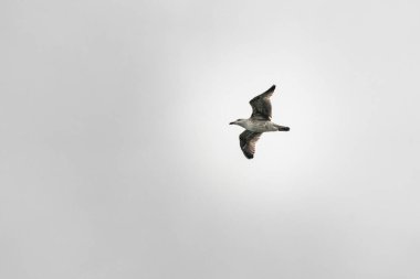 Sıkıcı, gri bir günde uçmakta olan yetişkin bir martı. Yüksek kalite fotoğraf