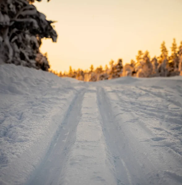 Trasa Biegowa Biegnąca Zimą Przez Las Arktyczny Wysokiej Jakości Zdjęcie — Zdjęcie stockowe