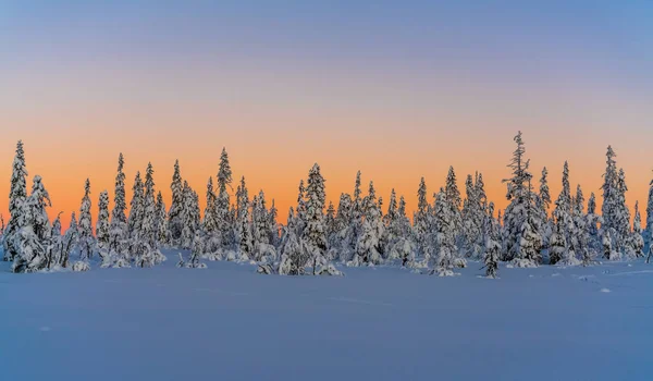 겨울의 경이로운 나라에서 북극권의 소나무 있었다 고품질 — 스톡 사진