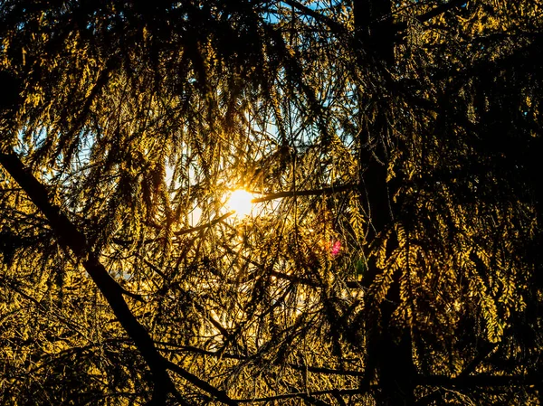 Холодный Зимний День Лучи Солнечного Света Проникают Сквозь Замерзшие Ветки — стоковое фото