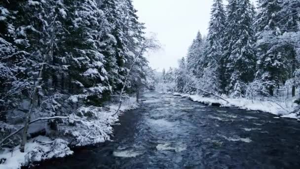 寒冷的河流流过雪地上覆盖的林地 — 图库视频影像