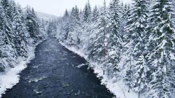 寒冷的河流流过雪地上覆盖的林地 — 图库视频影像