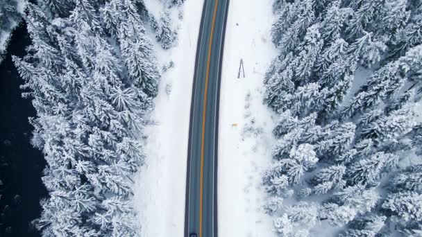 Autópálya Forgalom Áthajt Egy Sarkvidéki Fenyőerdőn Tél Közepén — Stock videók