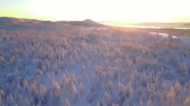 北极冬季暴风雪过后 北欧的野生森林被厚厚的积雪覆盖着 — 图库视频影像