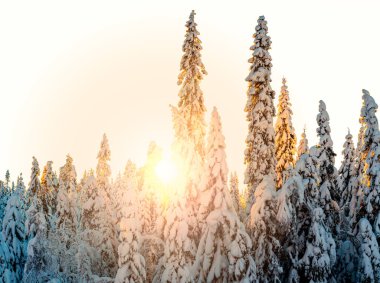 Kışın karla kaplı çam ağaçları. Ağaçların arasında parlayan parlak güneş ışığı. Yüksek kalite fotoğraf