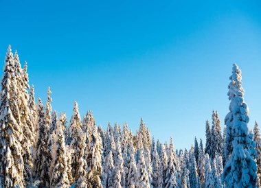 Uzun ladin ağaçları, açık mavi gökyüzünün olduğu bir günde kış harikalar diyarında ağır karlarla kaplı. Yüksek kalite fotoğraf