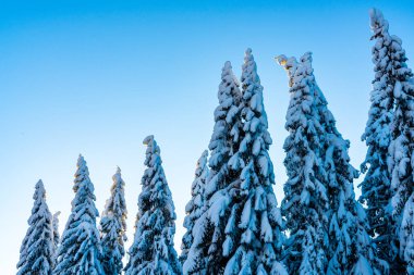 Kışın harikalar diyarında, açık mavi gökyüzü ile kaplı uzun çam ağaçları. Yüksek kalite fotoğraf