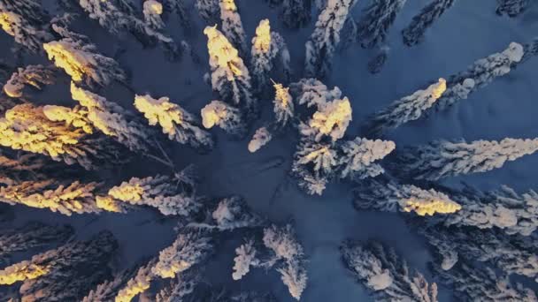 Nieve Cubierta Pino Frío Día Inviernos Visto Desde Arriba — Vídeos de Stock