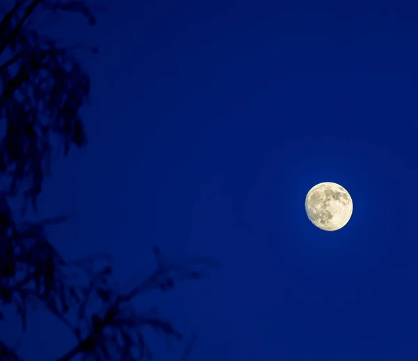 Луна Над Деревьями Темно Синем Ночном Небе Силуэтами Ветвей Высокое — стоковое фото