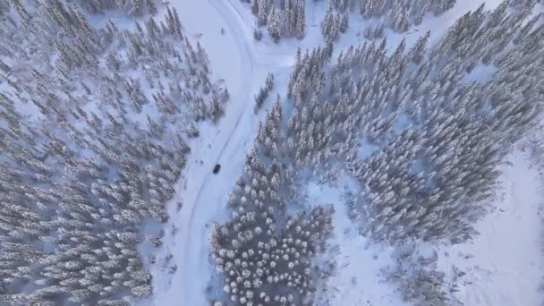 Zimowa Jazda Górską Drogą Pokrytą Śniegiem Widok Lotu Ptaka Drzewami — Wideo stockowe