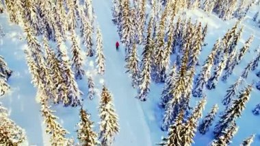Güneşli bir günde, kar kaplı ormanlar ve güzel kayak patikaları olan kış harikalar diyarında kayak yapan bir insan. 4K Havacılık.