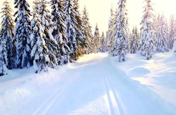 Narciarskie Trasy Biegowe Przebiegające Przez Idylliczny Zimowy Las Zakrytymi Śniegiem — Zdjęcie stockowe
