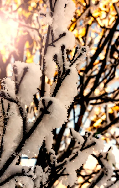 Kvistar Ett Träd Täckt Tät Hoar Frost Kalla Vintrar Dag — Stockfoto