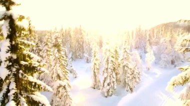 İnsansız hava aracı kış ormanlarında uçarken kaza yapar..