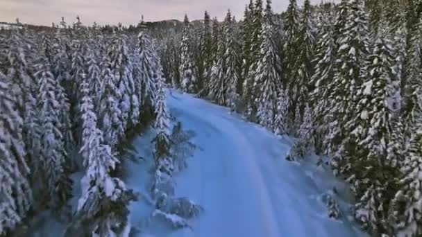 Estrada Coberta Neve Através Uma Floresta Selvagem Inverno Com Árvores — Vídeo de Stock