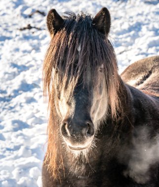 Beyaz karlı kış arka planında başı yakın bir at portresi. Yüksek kalite fotoğraf