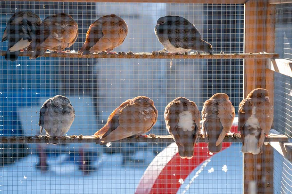 Tauben Ruhen Auf Einer Stange Einem Großen Vogelkäfig Auf Einem — Stockfoto