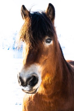 Beyaz karlı kış arka planında başı yakın bir at portresi. Yüksek kalite fotoğraf