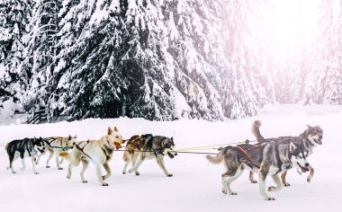 Alaska Husky kızak köpekleri kış boyunca karlı bir kutup ormanında hareket halindedir. Yüksek kalite fotoğraf