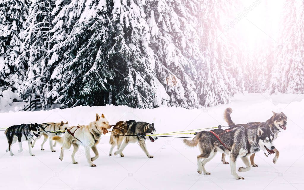 Alaska husky sled dogs in action in a snowy arctic forest during winter. High quality photo