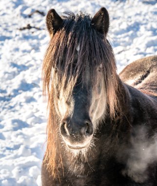 Beyaz karlı kış arka planında başı yakın bir at portresi. Yüksek kalite fotoğraf