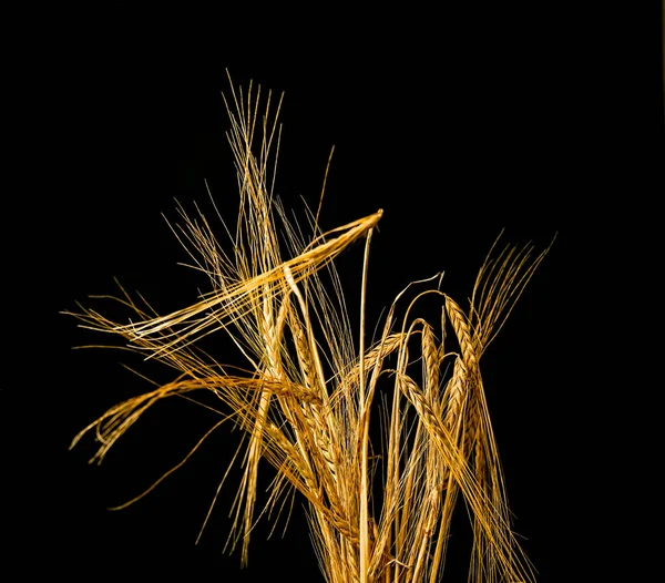 Siyah arka planda izole edilmiş altın kuru buğday. Yüksek kalite fotoğraf