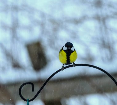 Great tit, Parus Major, sitting alone by a garden bird feeder. High quality image.