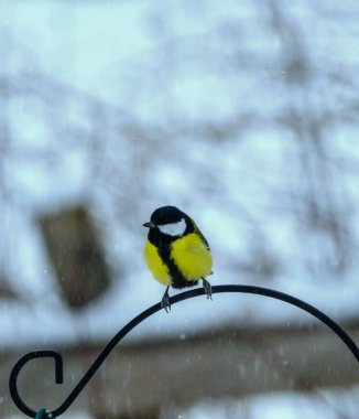 Great tit, Parus Major, sitting alone by a garden bird feeder. High quality image.