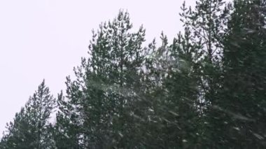 Şiddetli rüzgarlarda şiddetli kar fırtınasına neden olan kar fırtınası, arka planda çam ağaçları ile birlikte etraftaki karı döndürüyor..