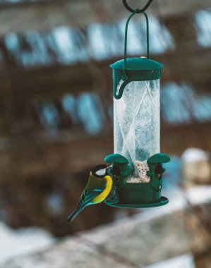 Great tit, Parus major, eating from a garden bird feeder on a cold and snowy winters day. High quality photo