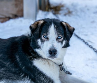 Köpek kulübesinde dinlenen parlak mavi gözlü Alaska Husky kızak köpeğinin yakınına. Yüksek kalite fotoğraf