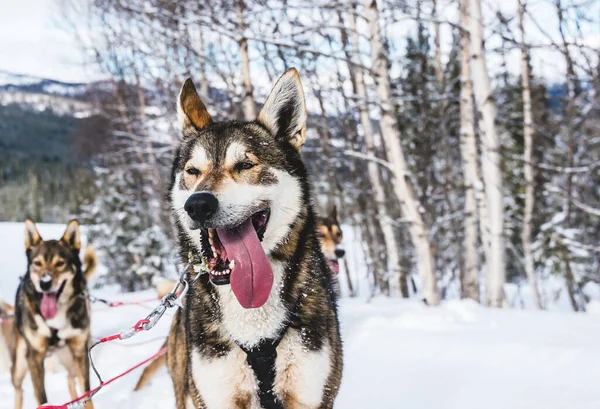 ハッピーと熱心なアラスカのハスキーそり犬の舌を閉じてください 寒い冬の日に行動する準備ができています 高品質の写真 — ストック写真