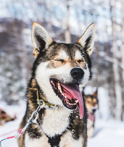 Sluiten Van Happy Gretig Alaska Husky Slee Hond Met Zijn — Stockfoto