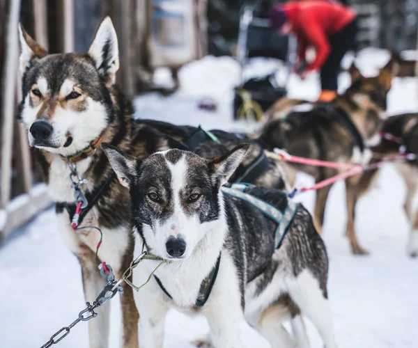 Vrolijke Gretige Alaska Husky Sledehonden Klaar Voor Actie Een Koude — Stockfoto