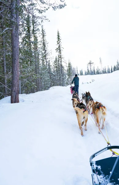 Hondensleeën Met Alaska Husky Door Een Winterwildernis Hoge Kwaliteit Foto — Stockfoto