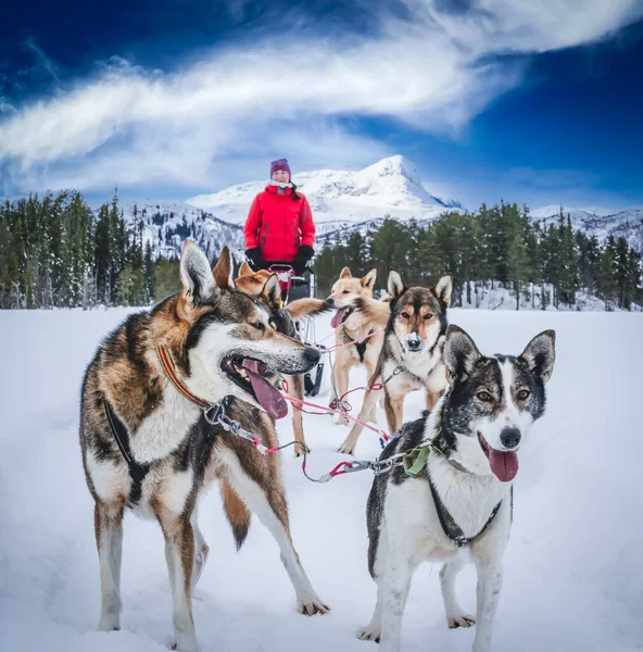 アラスカのハスキーそり犬は北極の山の荒野に行く準備ができて. — ストック写真