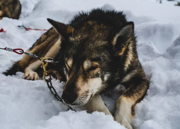 Slapen Alaska husky slee hond, rusten in de sneeuw. — Stockfoto