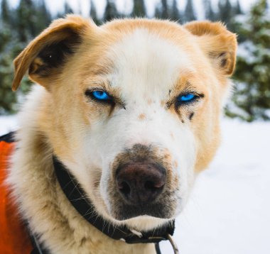 Mavi gözlü Alaska köpeğinin kapısına yaklaşın..