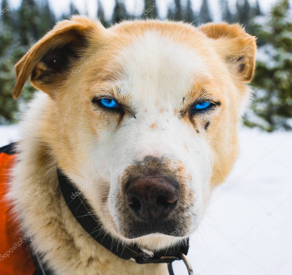 Close up of a blue eyed Alaskan husky sled dog.