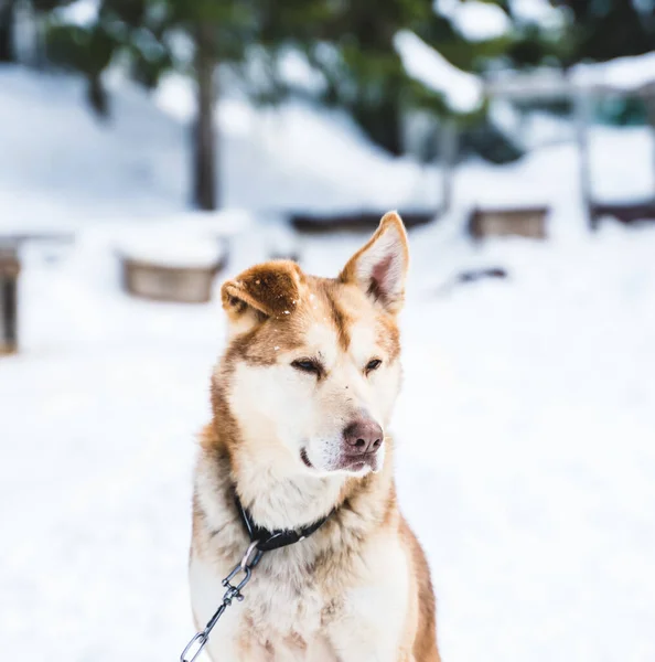 Primer plano de un perro de trineo husky de Alaska amarillo y naranja descansando en la perrera. — Foto de Stock