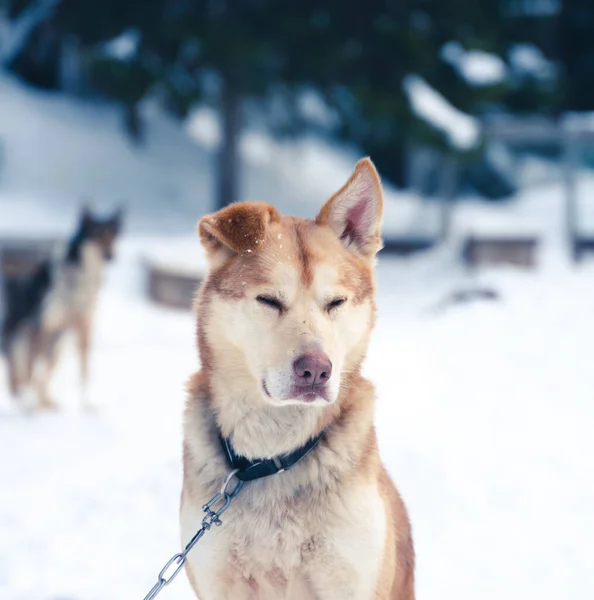 Primer plano de un perro de trineo husky de Alaska amarillo y naranja descansando en la perrera. — Foto de Stock